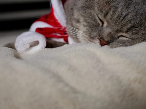 Celebrating Merry Christmas and Happy New Year 2025 at home with a pet. Scottish Straight cat sleeping on bed close-up