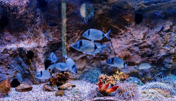 Silver garfish swim in a large aquarium among seaweed. High quality photo