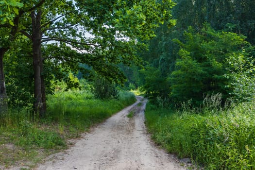 Long double and curvy path between green and high grass bushes and trees at sunny morning