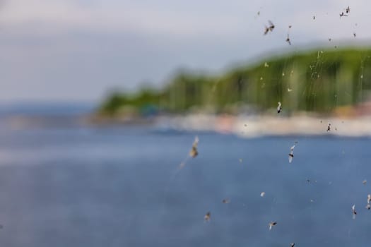 Thin spider web on small railing on the coast of big lake with few flies hanging on it