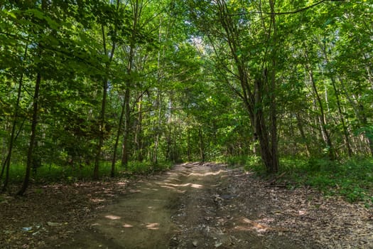 Long curvy path in small forest between high green trees and bushes at sunny morning