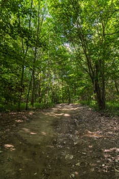 Long curvy path in small forest between high green trees and bushes at sunny morning