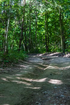 Long curvy path in small forest between high green trees and bushes at sunny morning