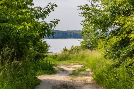 Long double path between high grass bushes and trees to big lake at cloudy morning