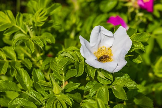 Tiny bee walking and gathering flower pollen inside the beautiful white and yellow flower which is growing on small clearing with green bushes around