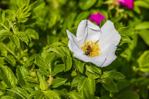 Tiny bee walking and gathering flower pollen inside the beautiful white and yellow flower which is growing on small clearing with green bushes around