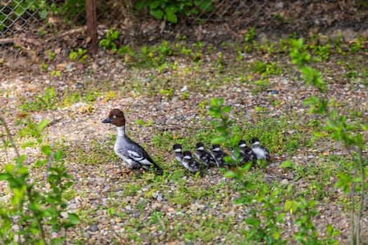 Mother of goldeneye duck with group of her young childrens walking through the street to swim in lake