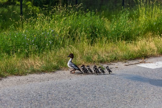 Mother of goldeneye duck with group of her young childrens walking through the street to swim in lake