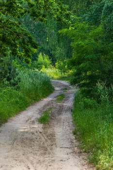 Long double and curvy path between green and high grass bushes and trees at sunny morning