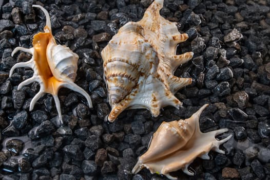 Scorpion conch seashells on small pebbles at the edge of the sea