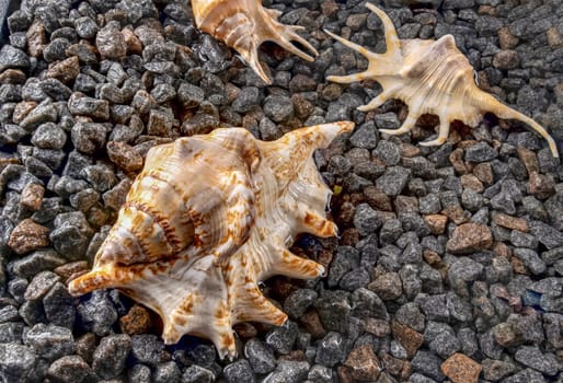 Scorpion conch seashells on small pebbles at the edge of the sea