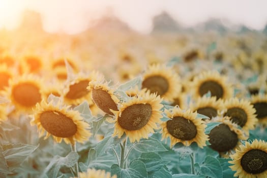 Close-up of a sunflower growing in a field of sunflowers during a nice sunny summer day with some clouds. Helianthus