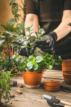 Woman placing the rooted cuttings of Kalanchoe plant into the terra cotta pot. Houseplants loving and care