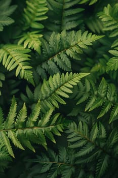 A closeup of a fern, a terrestrial plant with green leaves. This plant is evergreen and can be found in temperate broadleaf and mixed forests. It is a groundcover in nature