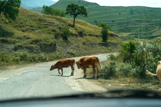 Two cows are walking down a road. One cow is looking at the other cow. The cows are in a field with trees in the background