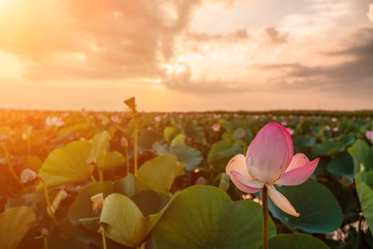Sunrise in the field of lotuses, Pink lotus Nelumbo nucifera sways in the wind. Against the background of their green leaves. Lotus field on the lake in natural environment