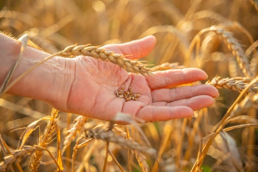 Close up of senior farmers hands holding and examining grains of wheat of wheat against a background of ears in the sunset light