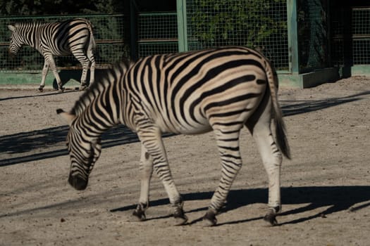 Here's a caption for the image: A zebra grazes on the ground in a zoo enclosure. Another zebra is visible in the background. The sun casts shadows on the sandy ground.