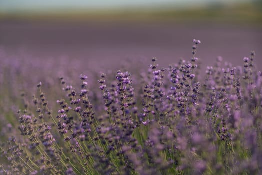 Blooming lavender field. Beautiful purple flowers. Regional organic cultivation