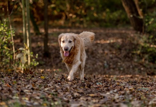 Golden Retriever Dog Enjoys Sunset In Park