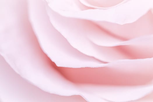 Abstract floral background, pink pale rose flower petals, soft focus. Macro flowers backdrop for holiday brand design
