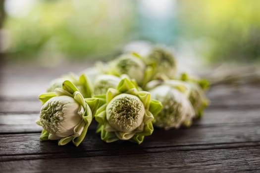 Close up, many of white lotus bud on Wooden table background. Folding white lotus petal on wooden table, Thai traditional style.