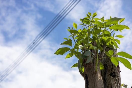 Tree sapling growing on trunk of tree. Young green leaves are born on old trees.