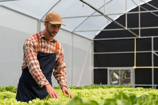 A gardener tends to organic vegetables in a greenhouse, showcasing sustainable farming and fresh produce cultivation.