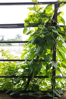 Photo of iron fence taken from the front position. There are vines tying the iron fence. Green Creeper Plant Tied To The Iron Fence.
