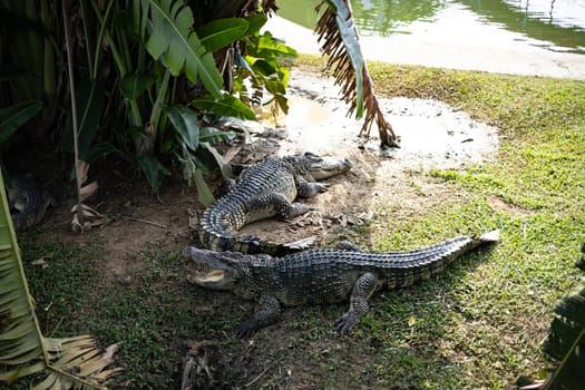 Many crocodile lying near the pond in zoo of Thailand.