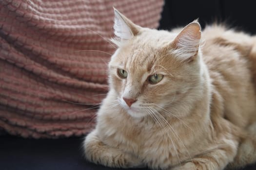A charming golden tabby cat lounges on a cozy couch, enjoying relaxation and peace