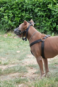 A wellgroomed dog that is wearing a muzzle while playing in a grassy area outside