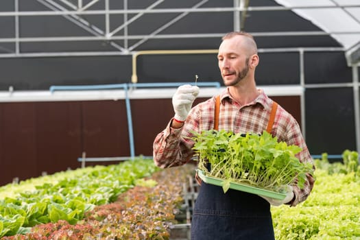 A gardener tends to organic vegetables in a greenhouse, promoting sustainable agriculture and healthy eating.