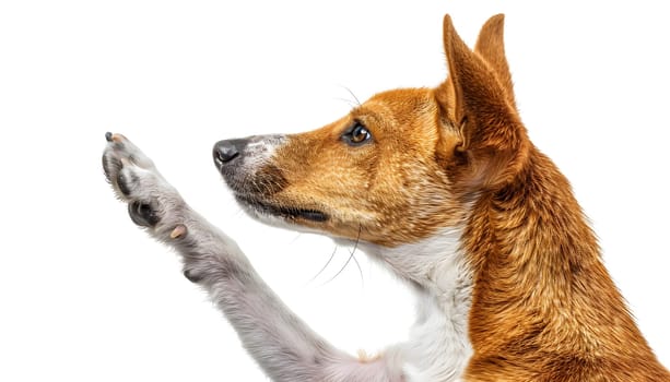 A fawn and white dog from the Working dog group, known for their high energy and intelligence, is giving a high five with its paw