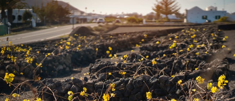 Vineyards with La Geria grapes growing against the background of dark mountains with volcanic lava formations in the rays of the sun at sunset, on the Canary island of Lanzarote.