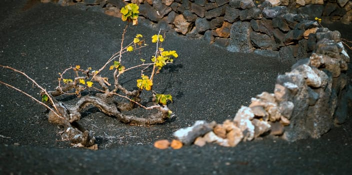 Vineyards with La Geria grapes growing against the background of dark mountains with volcanic lava formations in the rays of the sun at sunset, on the Canary island of Lanzarote.