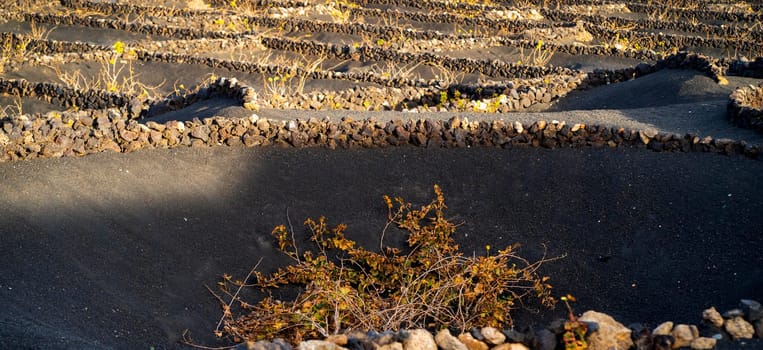 Vineyards with La Geria grapes growing against the background of dark mountains with volcanic lava formations in the rays of the sun at sunset, on the Canary island of Lanzarote.