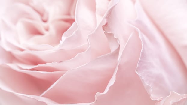 Abstract floral background, pink pale rose flower petals, soft focus. Macro flowers backdrop for holiday brand design