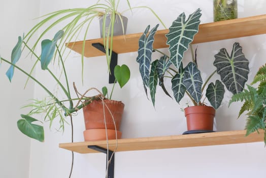A beautiful arrangement of various indoor plants artistically displayed on wooden shelves