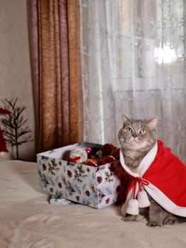 Scottish straight cat in New Year red suit for Christmas. A pet on the eve of the holidays 2025 at home on the bed