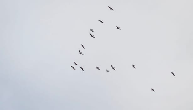 Shot of the seagulls flock in the sky