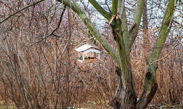 Concept shot of the tits in the bird feeder in the winter park