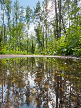 mirror image of trees in a puddle after a rain in the park. High quality photo
