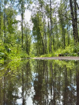 mirror image of trees in a puddle after a rain in the park. High quality photo