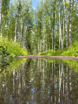mirror image of trees in a puddle after a rain in the park. High quality photo