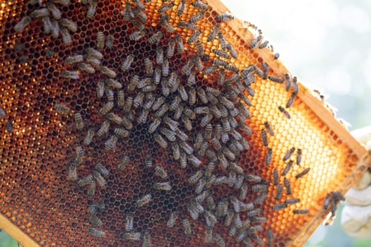 Bees work together to build intricate honeycombs, showcasing remarkable teamwork in nature and producing sweet honey