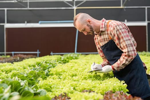 Gardener tending to organic vegetables in a greenhouse, showcasing sustainable and healthy farming practices.