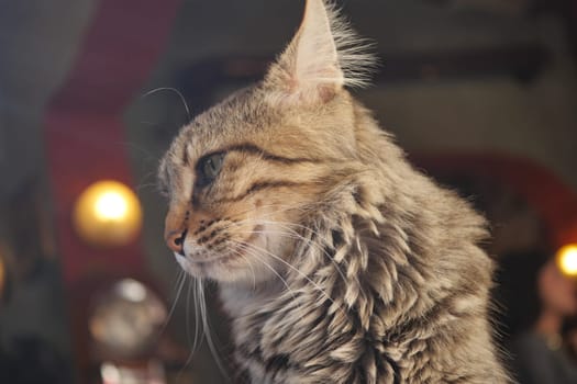 A closeup of a beautiful cat with luxurious fur and a serene expression, captivating viewers