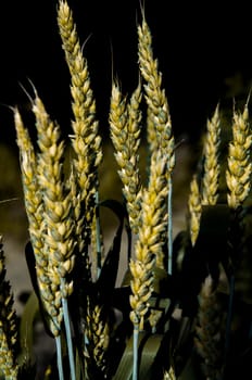 Yellow ears of wheat on a dark background. An ear of rye on black. Agricultural plant. Flour for baking bread. Background image. Farm harvest of wheat or rye. Grain plants.