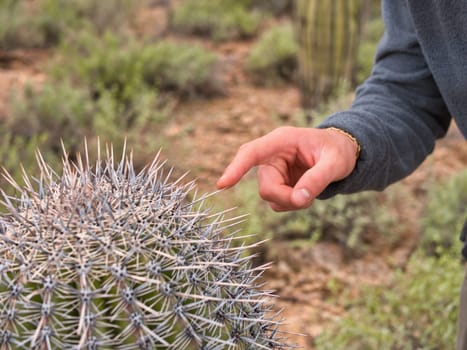 person touching a cactus with their hand at Saguaro National Park in Arizona, USA
